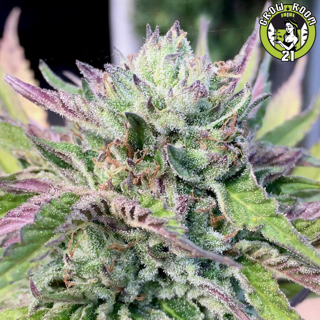 Bild von Monkey Haze Cookies