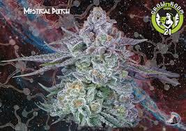 Bild von Mystical Punch Auto