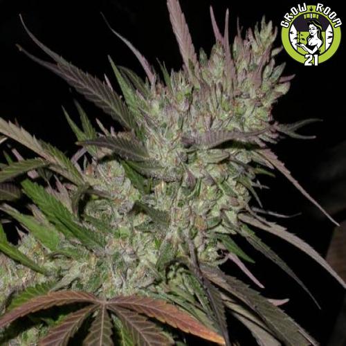 Bild von Pakistan Chitral Kush