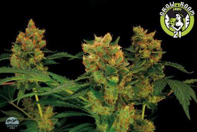 Bild von Blue Hash