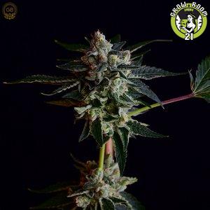 Bild von Platinum Girl Scout Cookies x Illusion OG