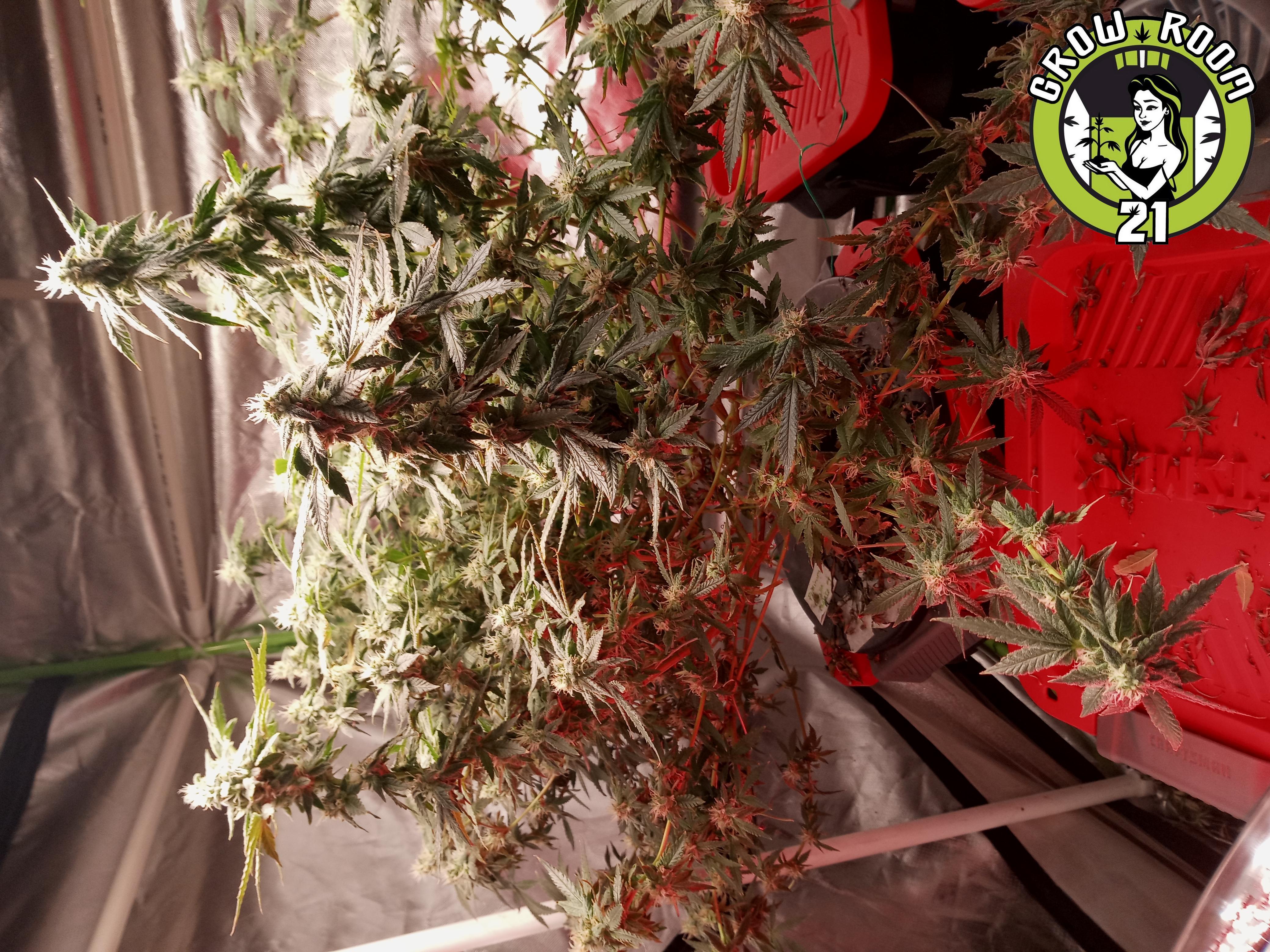 Bild von Platinum Gorilla Cookies