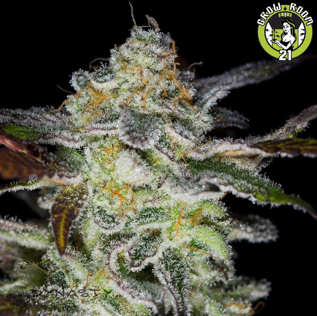 Bild von Platinum Huckleberry Cookies V2