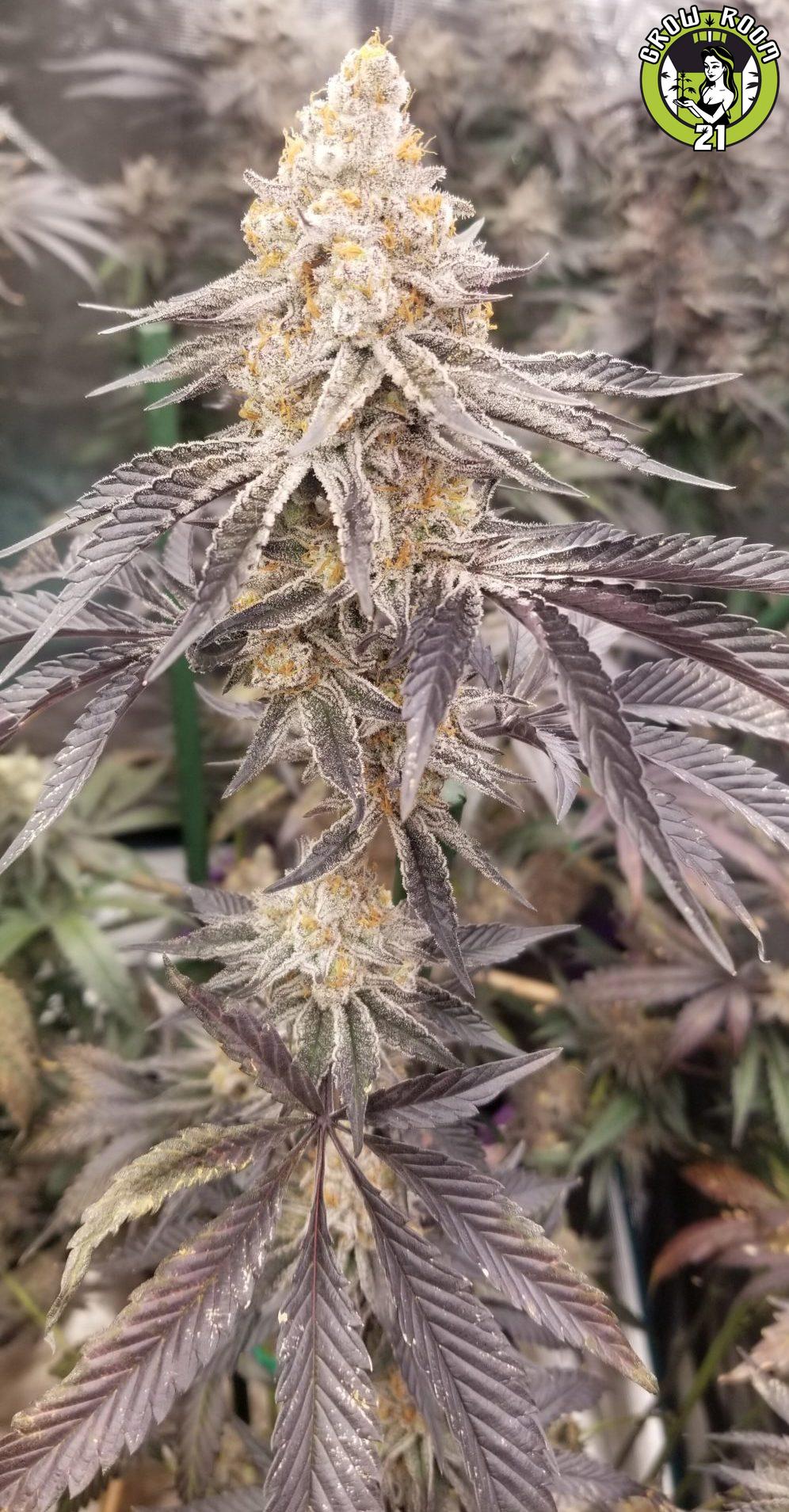 Bild von Platinum OG Punch Breath