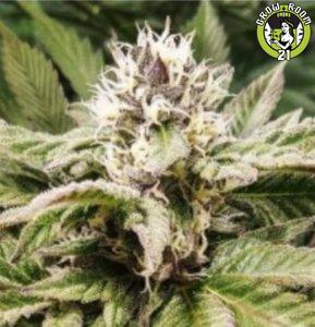 Bild von Purple Caper OG