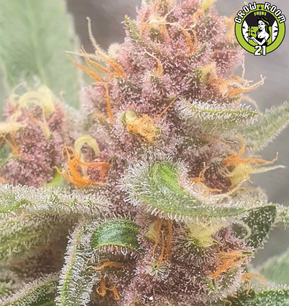 Bild von Red Velvet Cruffins