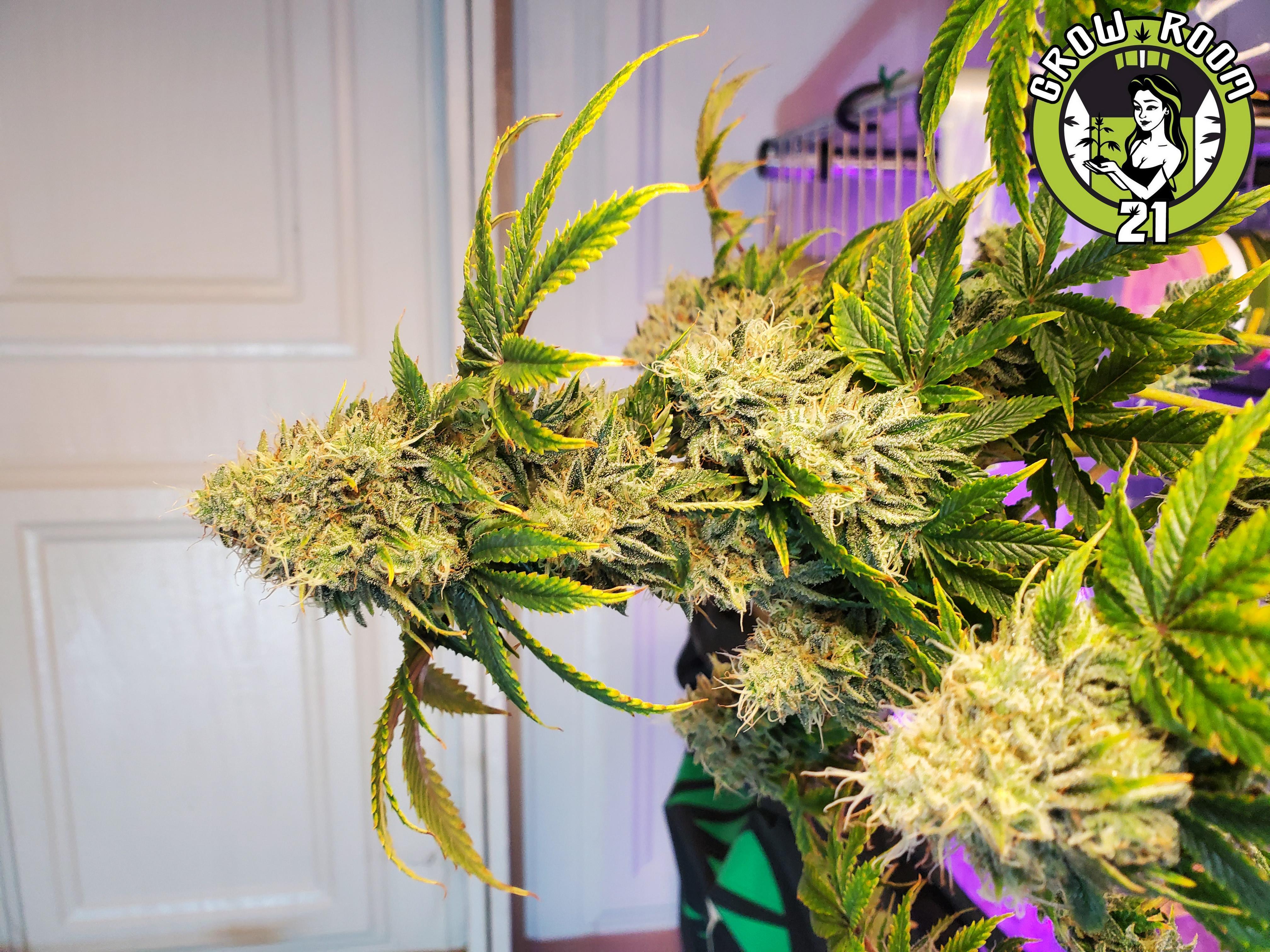 Bild von Romie Rollins