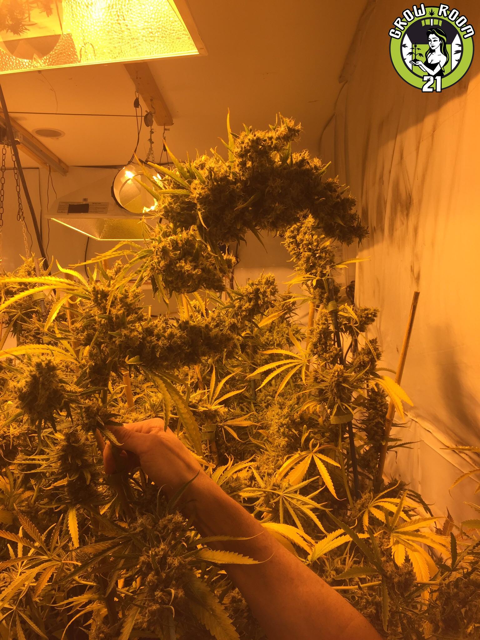 Bild von Nigerian Haze