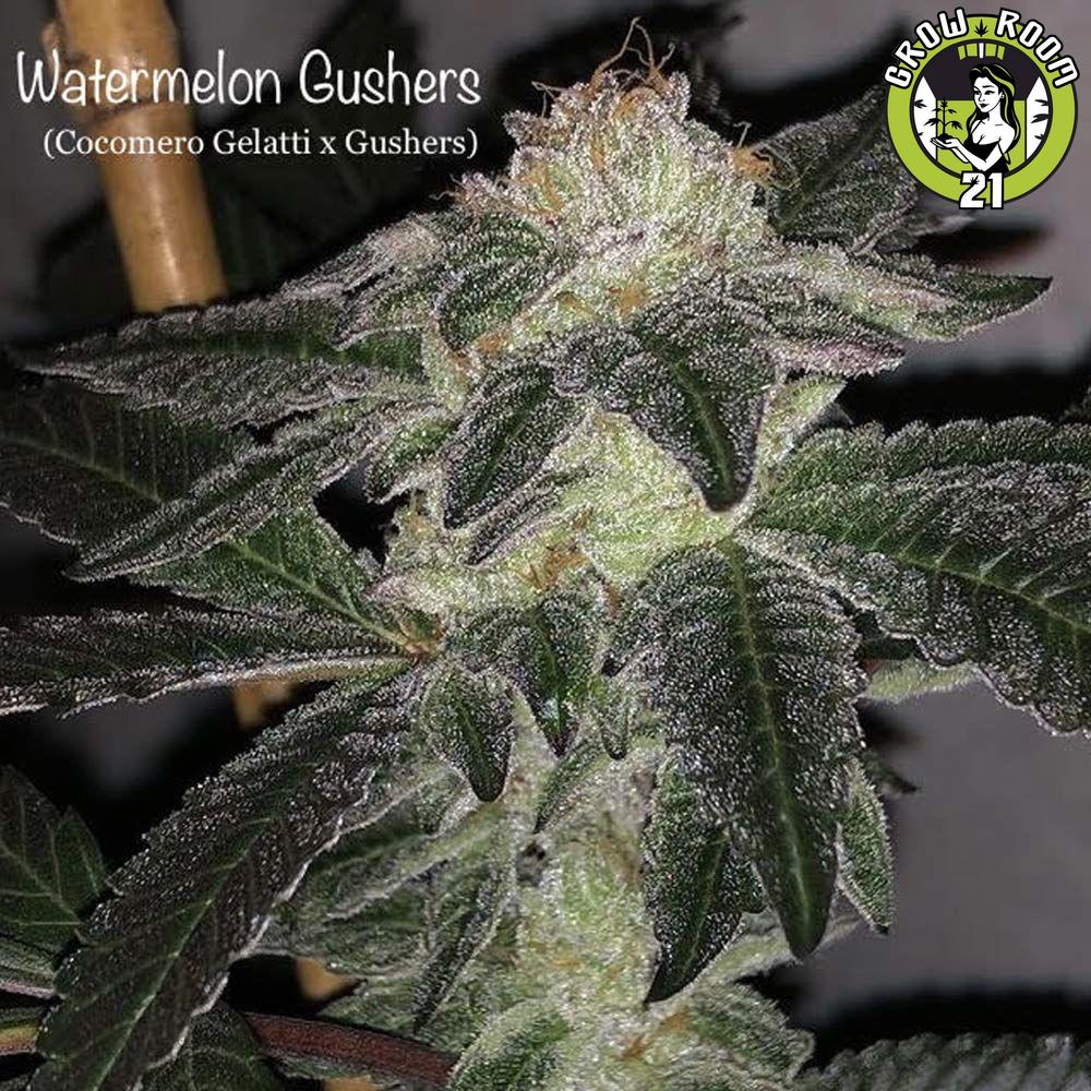 Bild von Watermelon Gushers