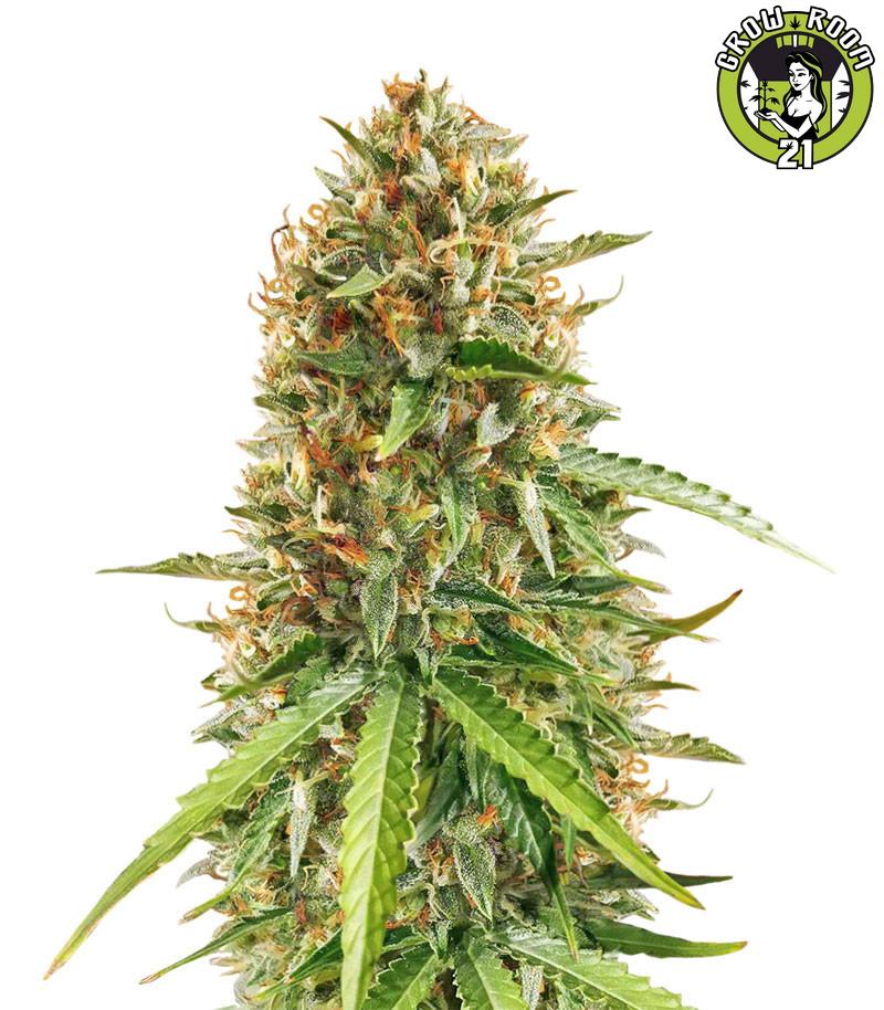 Bild von Scout Cookies Auto
