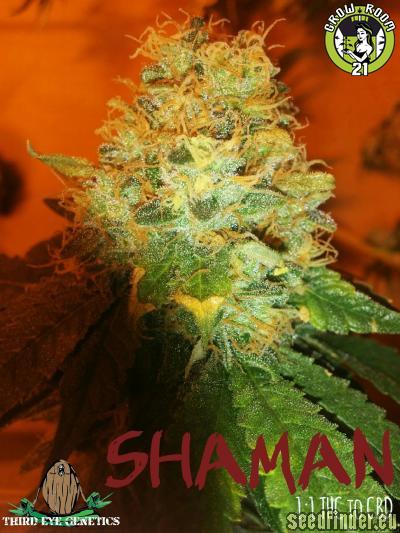 Bild von Shaman