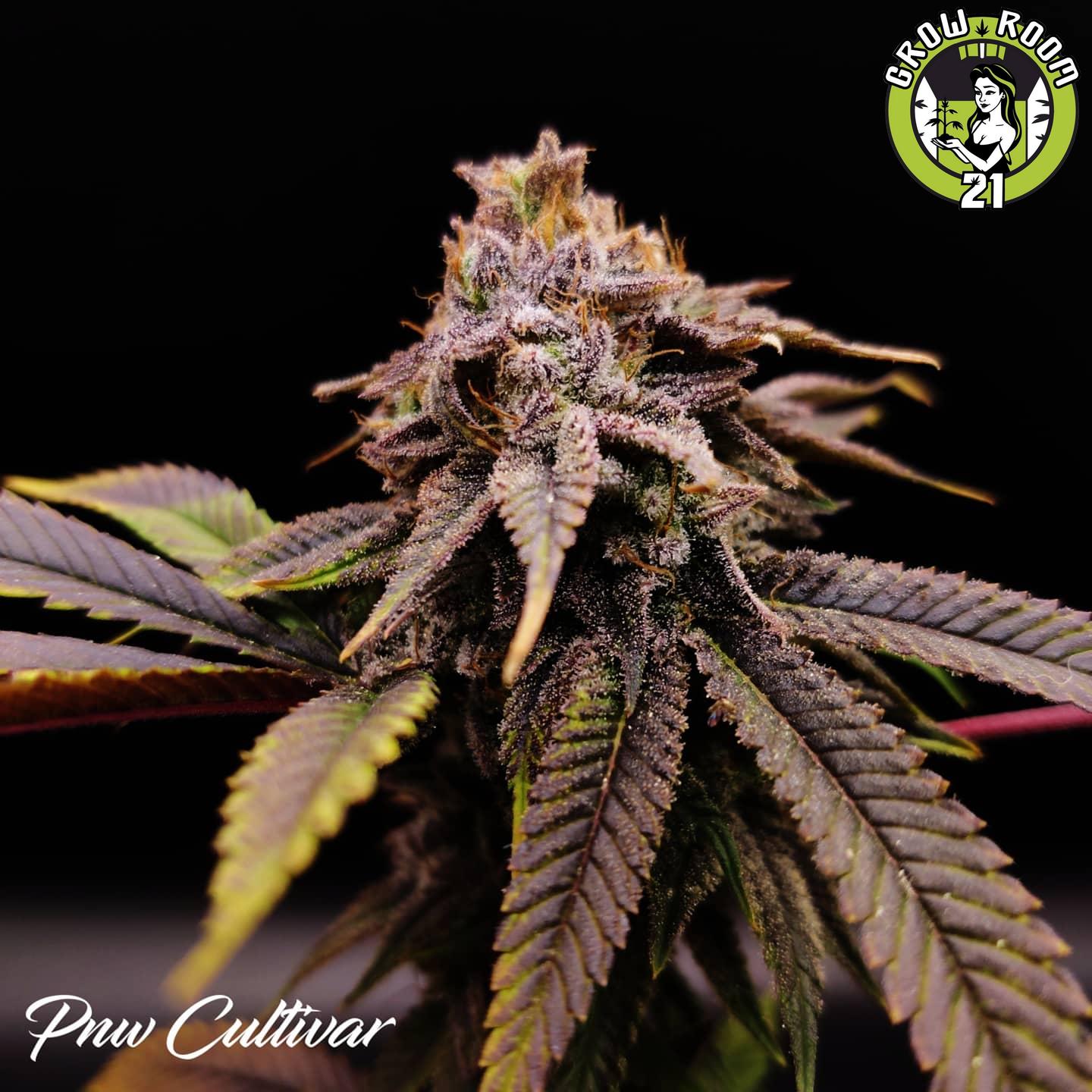 Bild von Party Punch