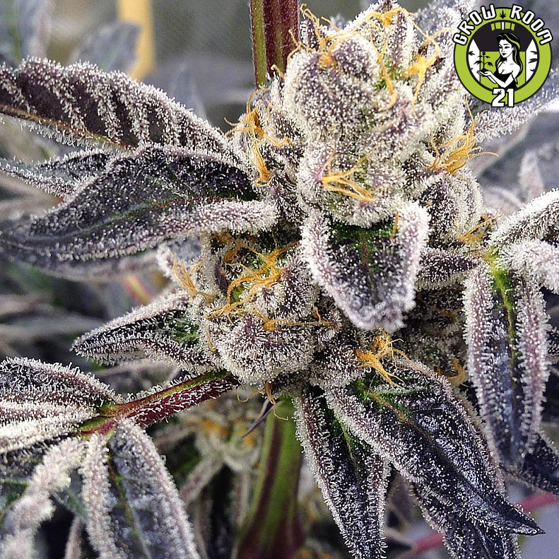 Bild von Sour Cup Cookies
