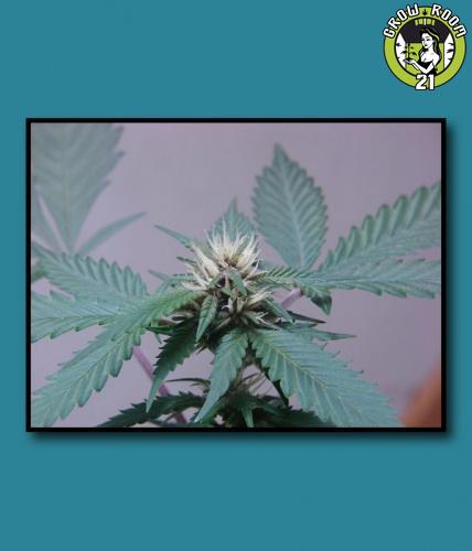 Bild von Sour Pineapple Cookies