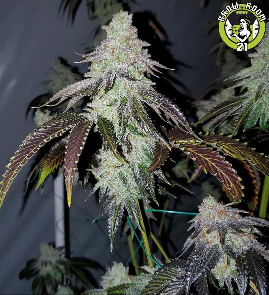 Bild von Triangle Kush X Zkittlez