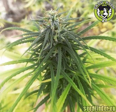 Bild von Bubba Haze