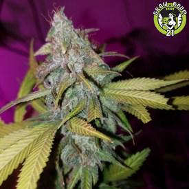 Bild von Wilma Kush