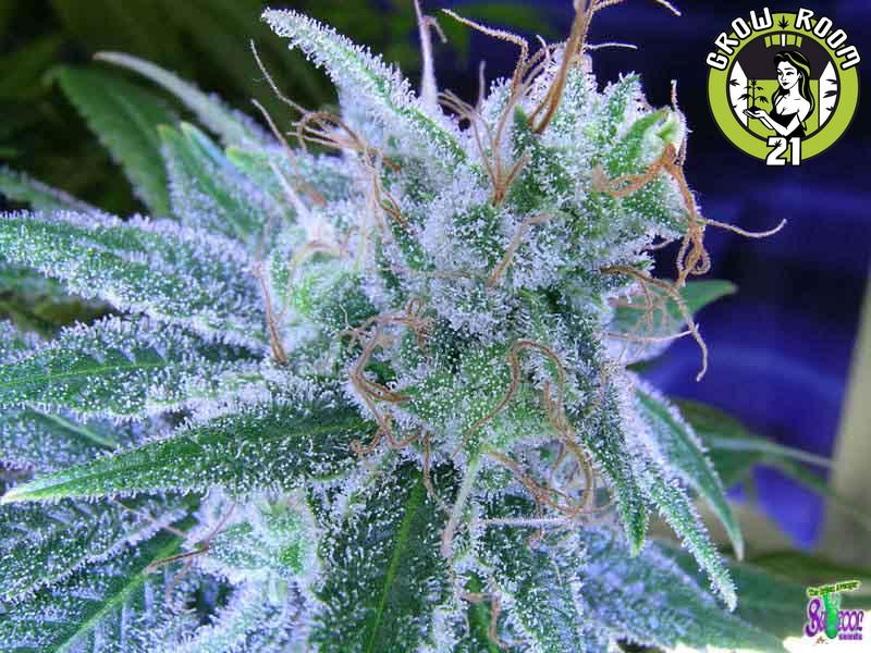 Bild von Jack the Ripper