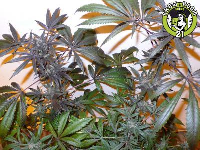 Bild von Bubba Kush x Pakistani Sativa