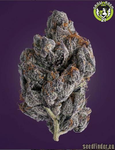 Bild von Apple Tartz