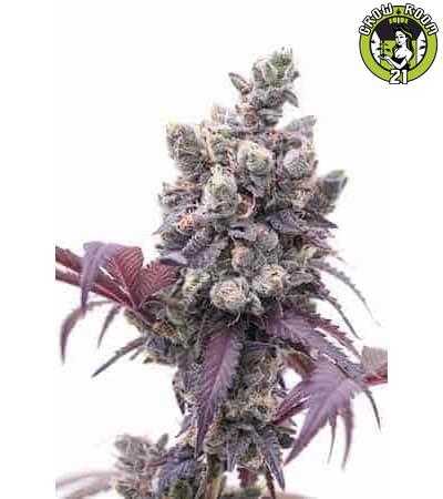 Bild von Auto Gelato 33
