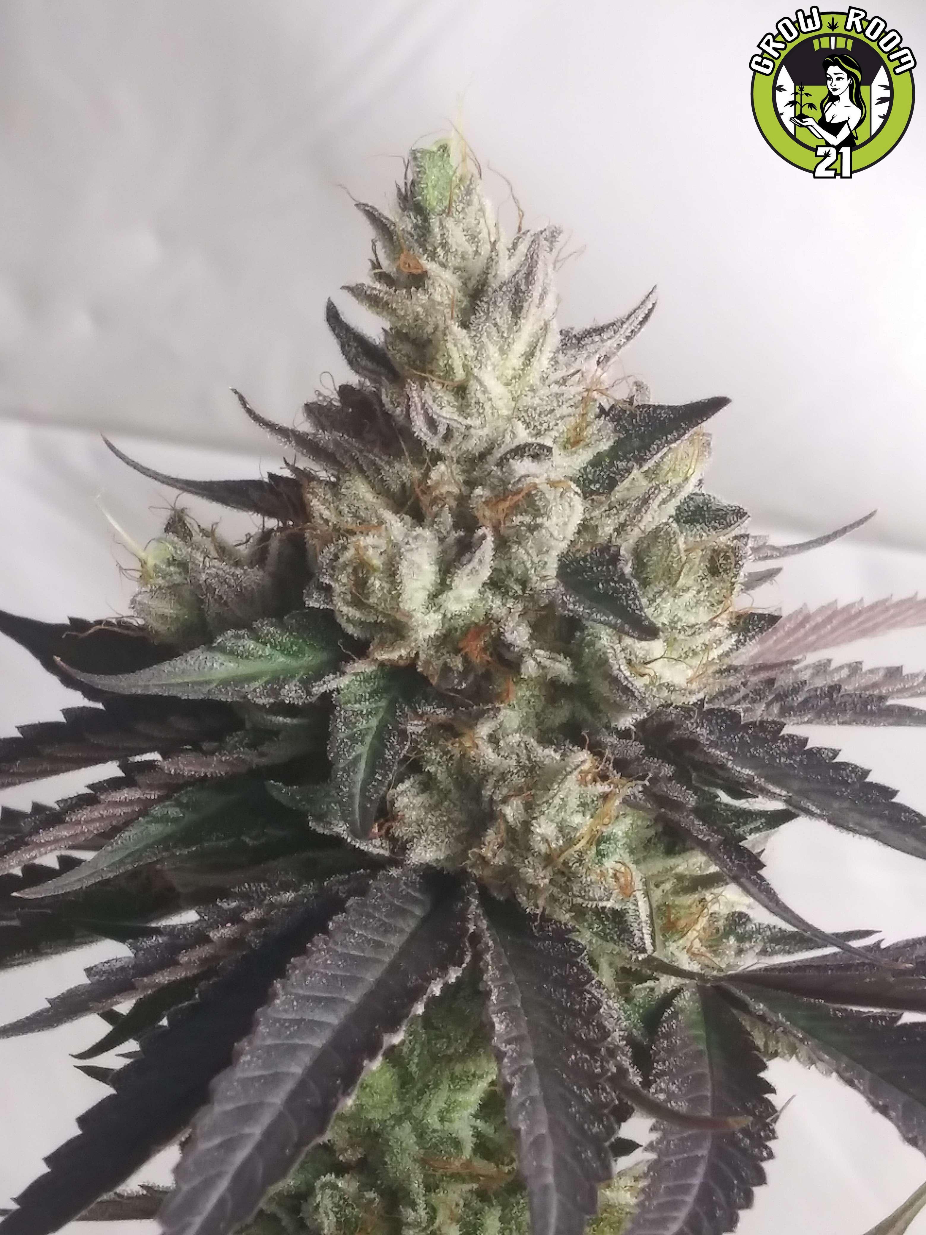 Bild von Bubba Kush x Sky Cuddler Kush