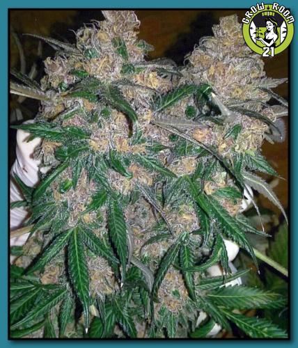 Bild von Banana Breath