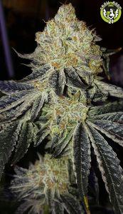 Bild von Mandarin Zkittlez