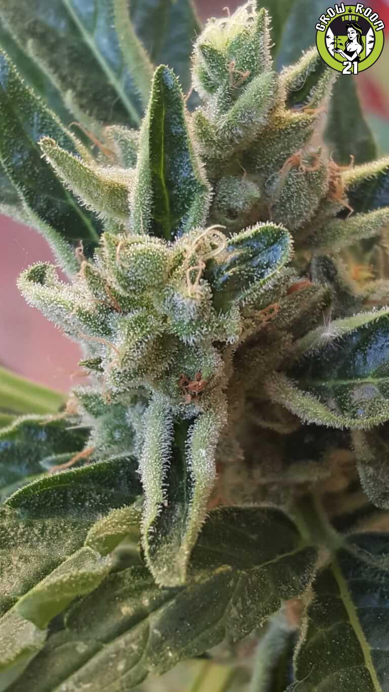Bild von Banana Zkittlez Auto