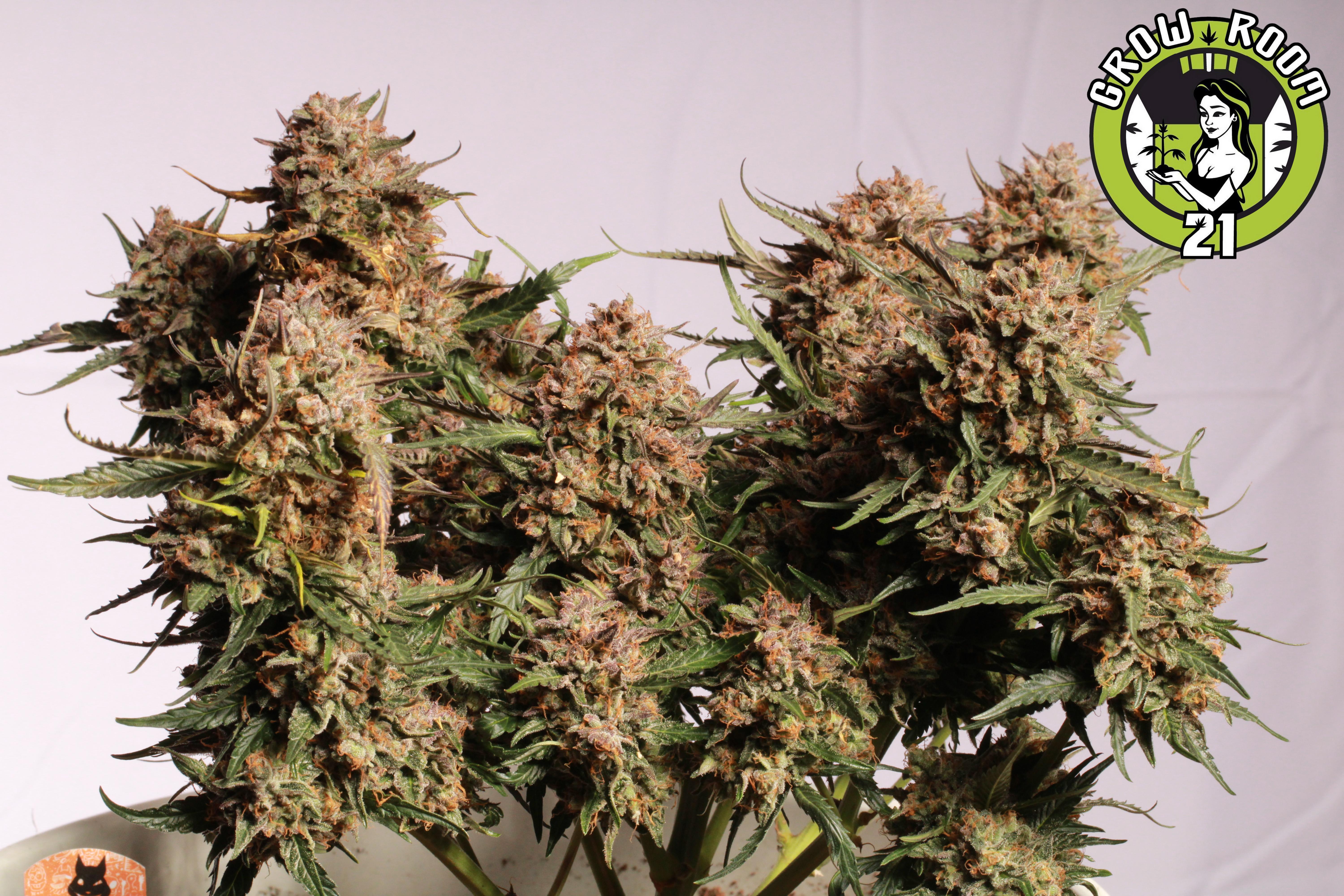 Bild von Apollo Black Cherry