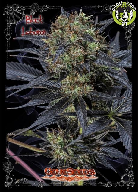 Bild von Black Lebanon