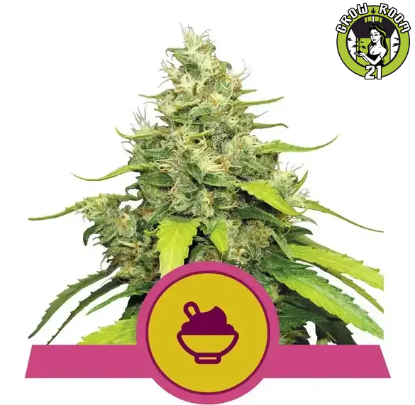 Bild von Seeds Blue Gelato