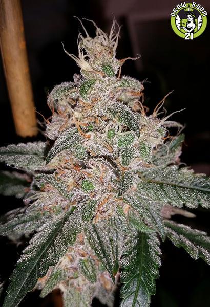 Bild von Kona Sunset