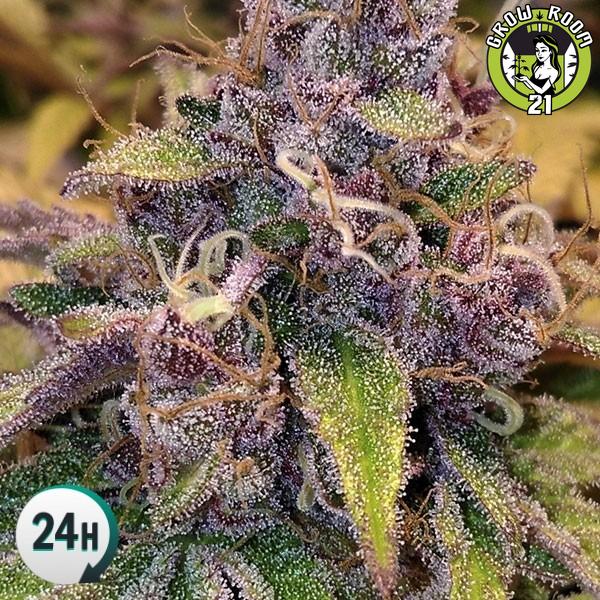 Bild von Auto Blueberry