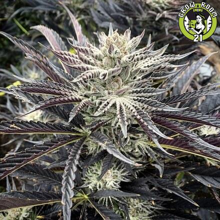 Bild von Blueberry Cheesecake
