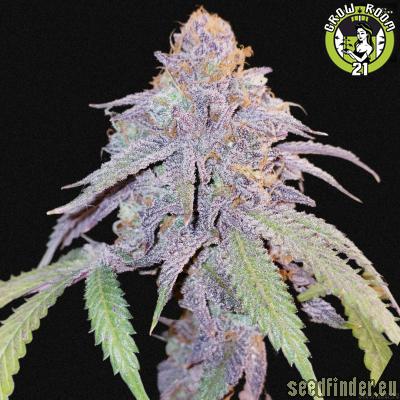Bild von Blueberry Wonuts