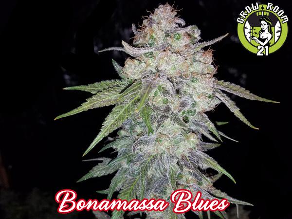 Bild von Bonamassa Blues