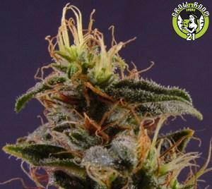 Bild von New York Power Diesel