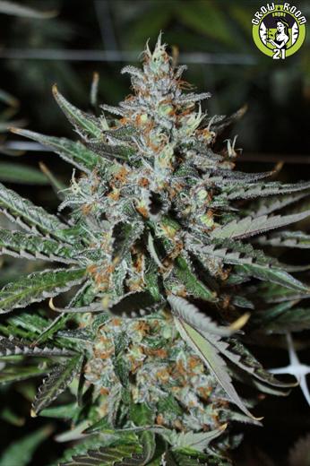 Bild von Bubbas Trainwreck Haze 1