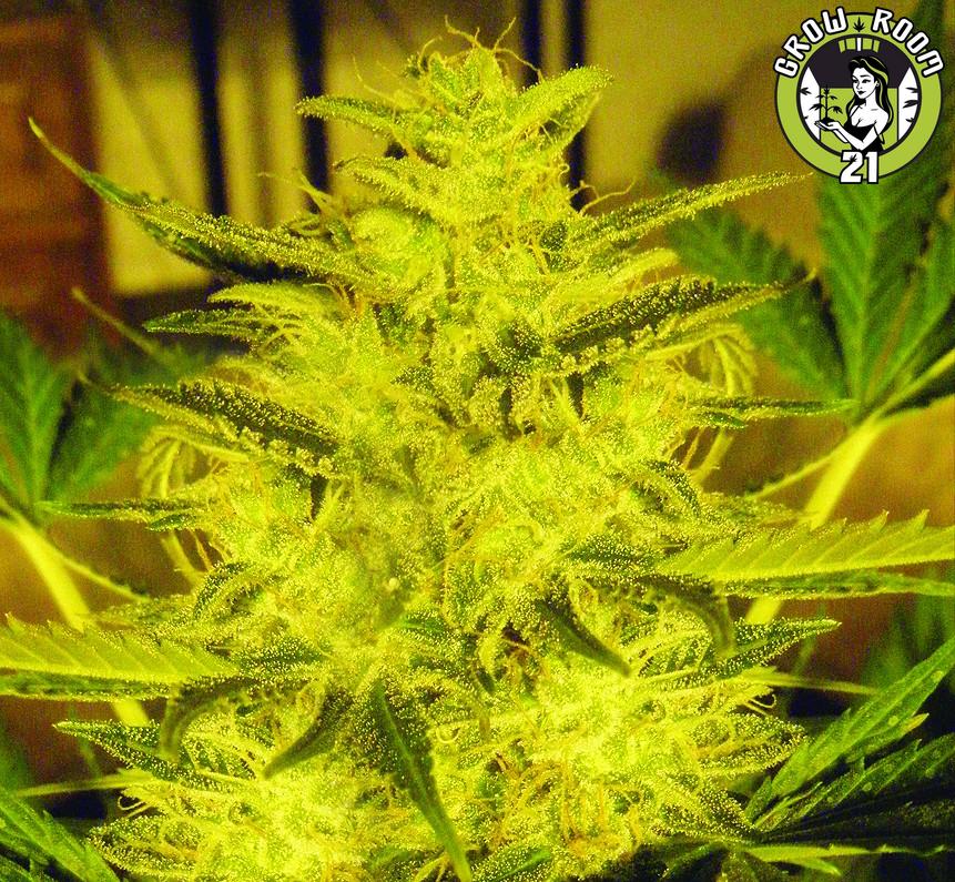 Bild von Caramella Auto