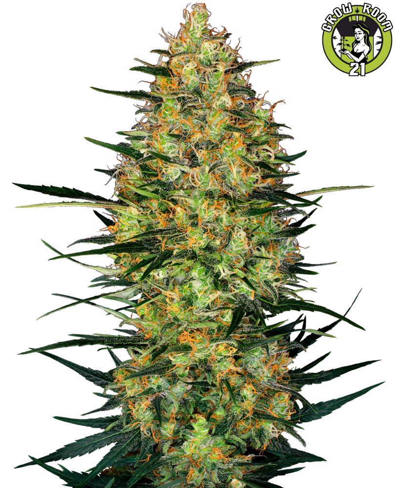 Bild von Caramellow Kush Automatic
