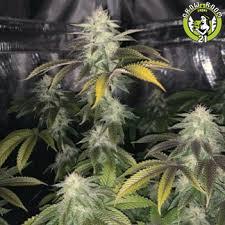 Bild von Cavity Kush