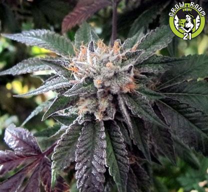 Bild von Shiatsu Kush