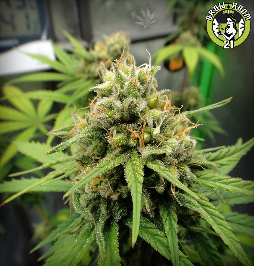 Bild von Cherry Wine CBD