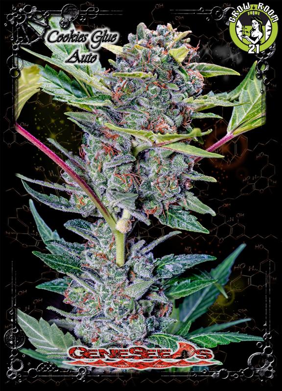 Bild von Cookies Glue Auto