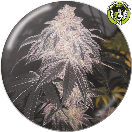 Bild von Cookies Sherbert Auto