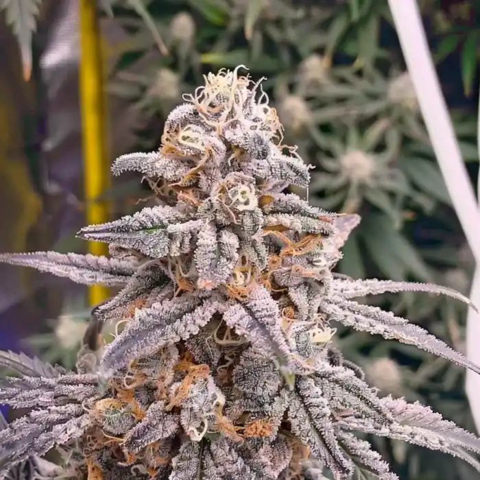 Pineapple Fruz – Blütephase