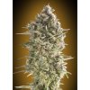 00 Seeds - Auto Do-Si-Dos Cookies - feminised