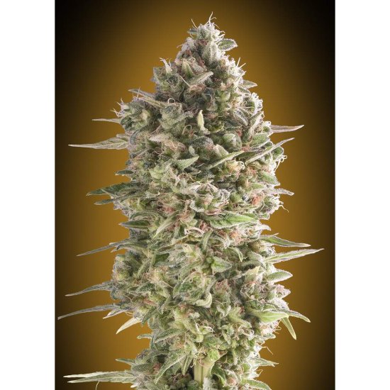 00 Seeds - Auto Do-Si-Dos Cookies - feminised Click image to close