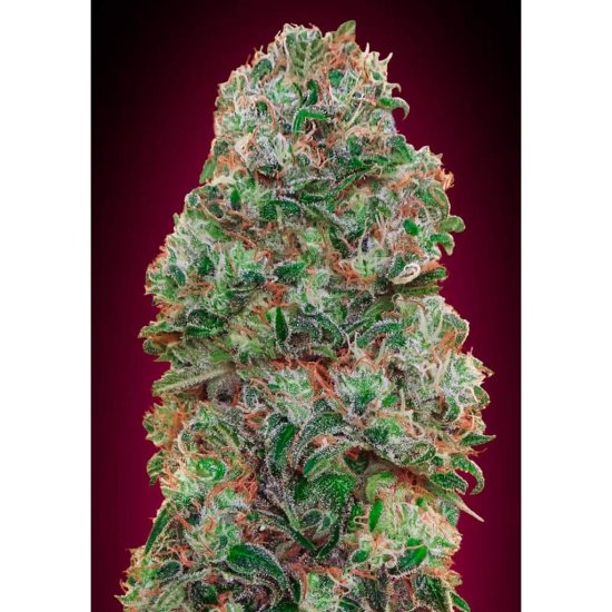 00 Seeds - Bubble Gum - feminised Click image to close